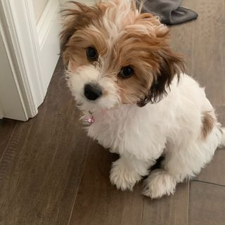 Fluffy Cavachon Designer Pup