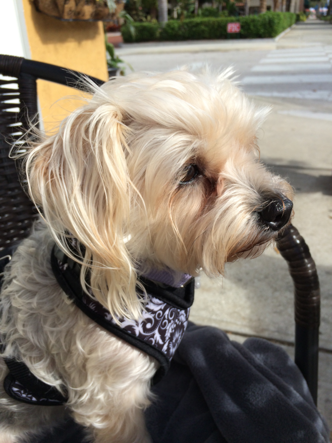 Sookie - Morkie Puppy For Sale Premier Pups Sookie - Morkie Puppy For Sale Premier Pups