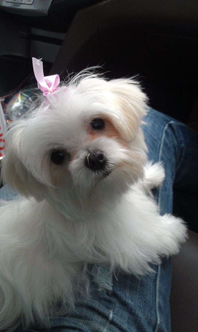 star - Maltese Puppy For Sale Premier Pups star - Maltese Puppy For Sale Premier Pups