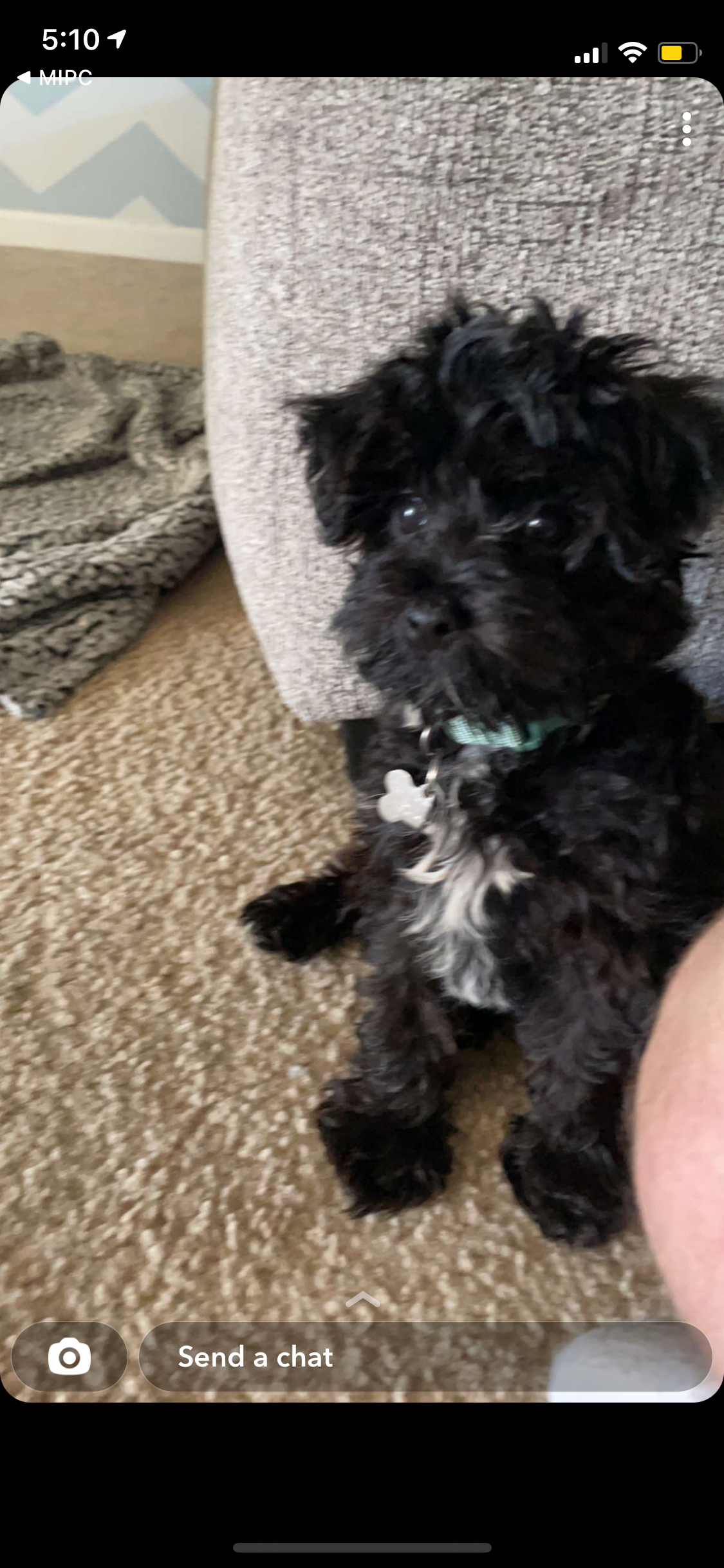 Yorkie Poo Puppy Photos and More Premier Pups