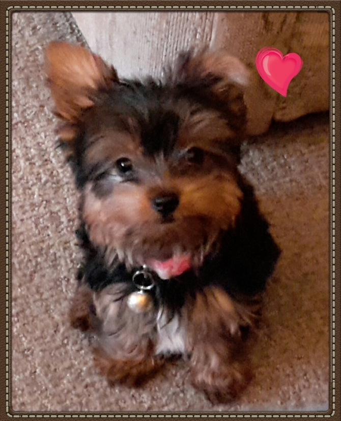 Stella (Bella) - Yorkshire Terrier Puppy For Sale Premier Pups Stella (Bella) - Yorkshire Terrier Puppy For Sale Premier Pups