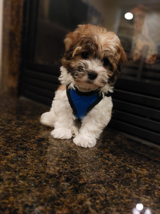 Adorable Havanese Purebred Pup