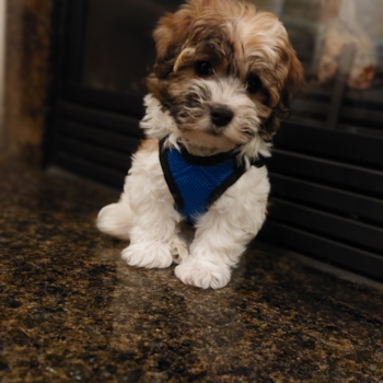 ACORN, a Havanese puppy from POOLESVILLE MD
