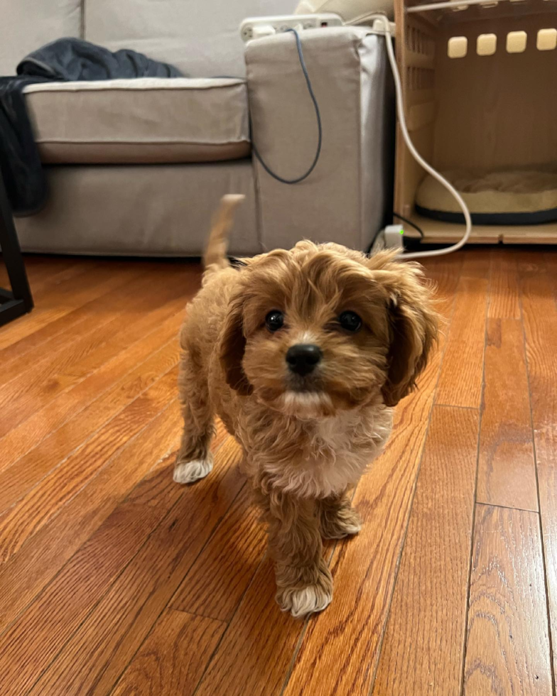 Small Cavapoo Pup in Philadelphia PA