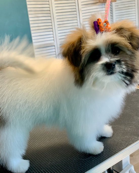 Shih Pom