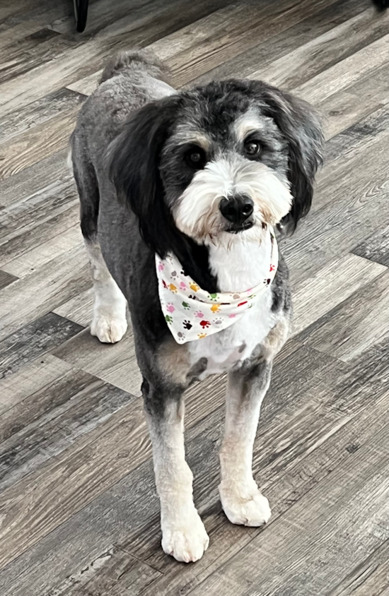 Mini Bernedoodle Pup