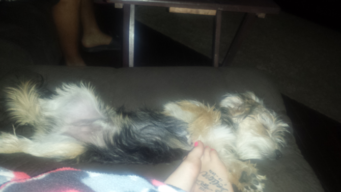 ROMEO juelz - Morkie Puppy For Sale Premier Pups ROMEO juelz - Morkie Puppy For Sale Premier Pups