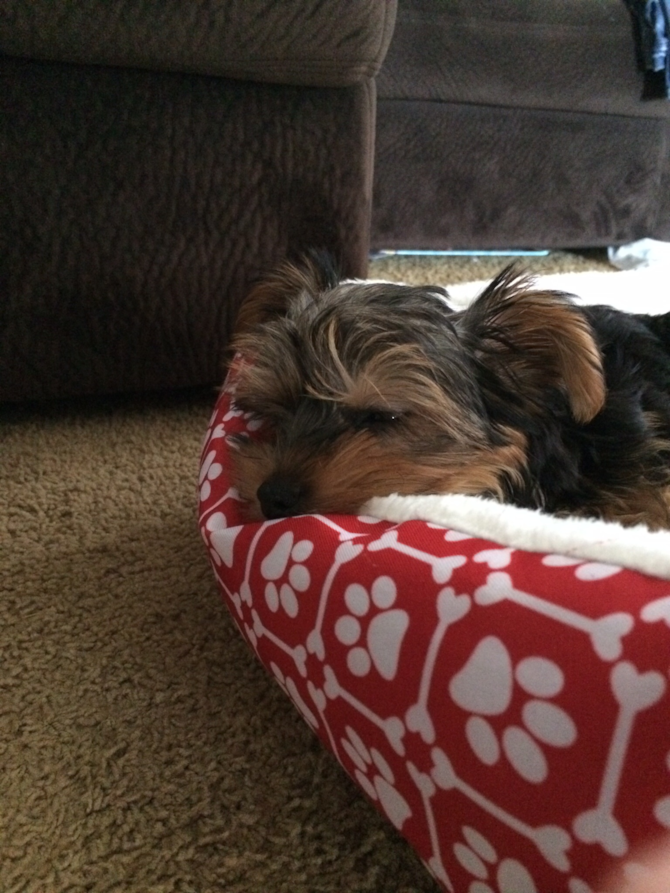 Cody aka tiny Tim - Yorkshire Terrier Puppy For Sale Premier Pups Cody aka tiny Tim - Yorkshire Terrier Puppy For Sale Premier Pups