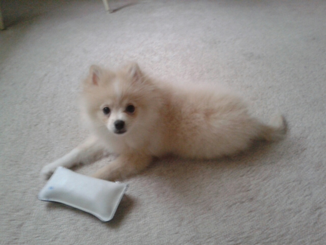 astro - Pomeranian Puppy For Sale Premier Pups astro - Pomeranian Puppy For Sale Premier Pups
