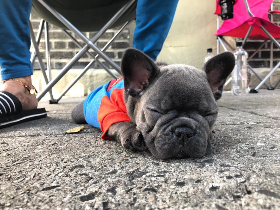 New York French Bulldog Pup