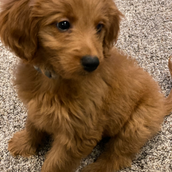 Cooper (Keanu), a Mini Goldendoodle puppy from Uniontown, Ohio Cooper (Keanu), a Mini Goldendoodle puppy from Uniontown, Ohio