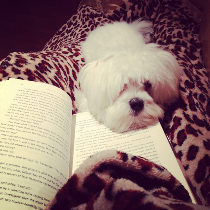 Sophie - Maltese Puppy For Sale Premier Pups Sophie - Maltese Puppy For Sale Premier Pups