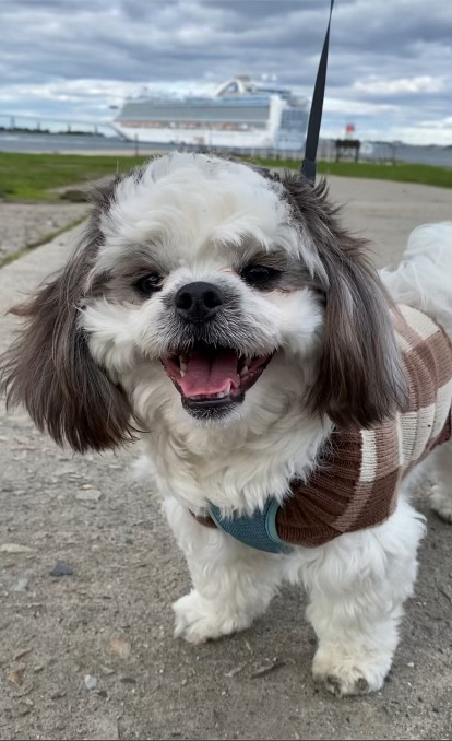 Small Teddy Bear Pup in