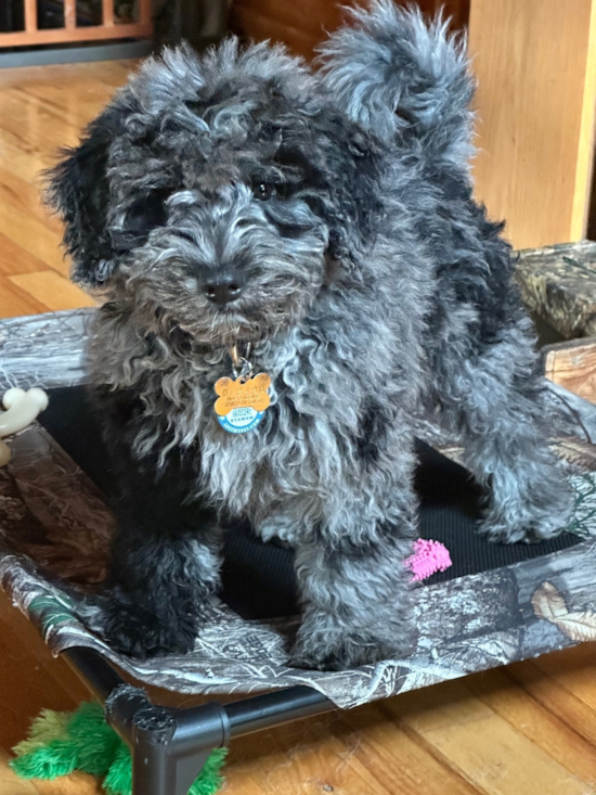 Mini Portidoodle