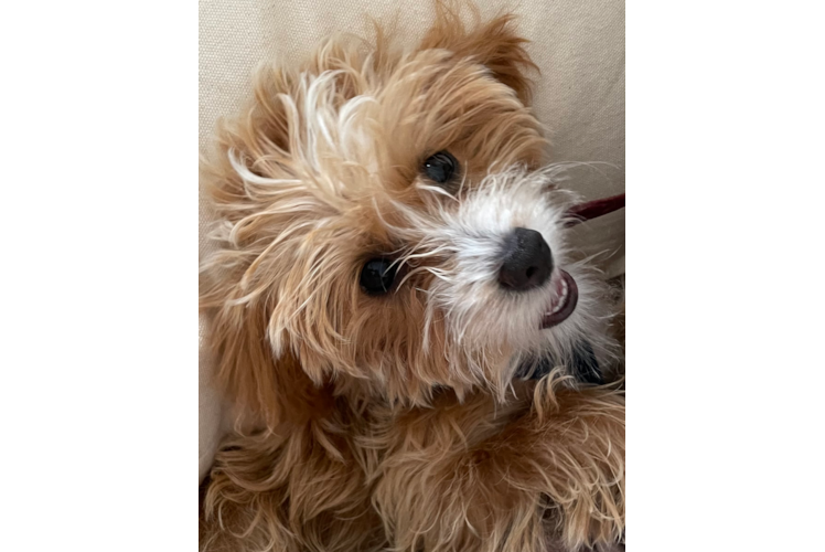 Popular Mini Labradoodle Poodle Mix Pup