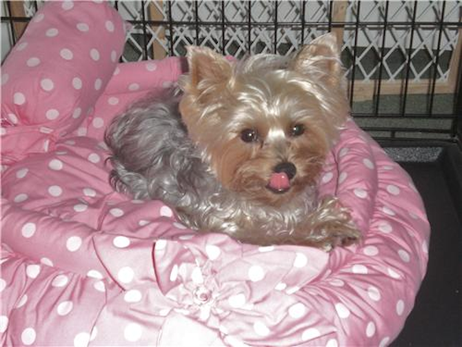 Bella - Yorkshire Terrier Puppy For Sale Premier Pups Bella - Yorkshire Terrier Puppy For Sale Premier Pups
