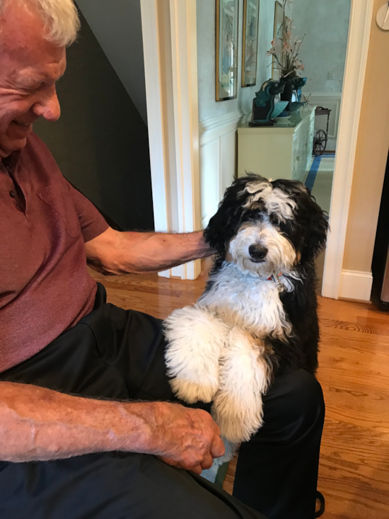 Mini Bernedoodle Being Cute