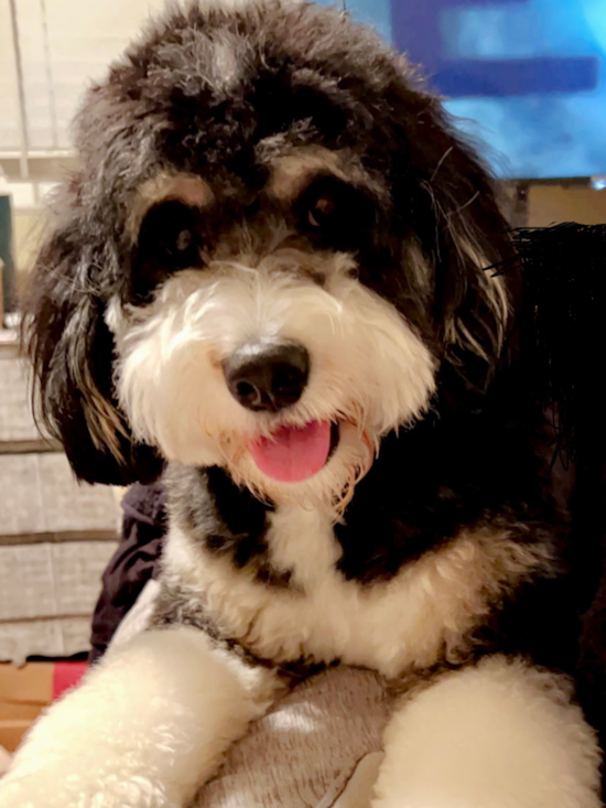 Funny Mini Bernedoodle Poodle Mix Pup