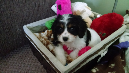 Playful Cavalier Designer Pup