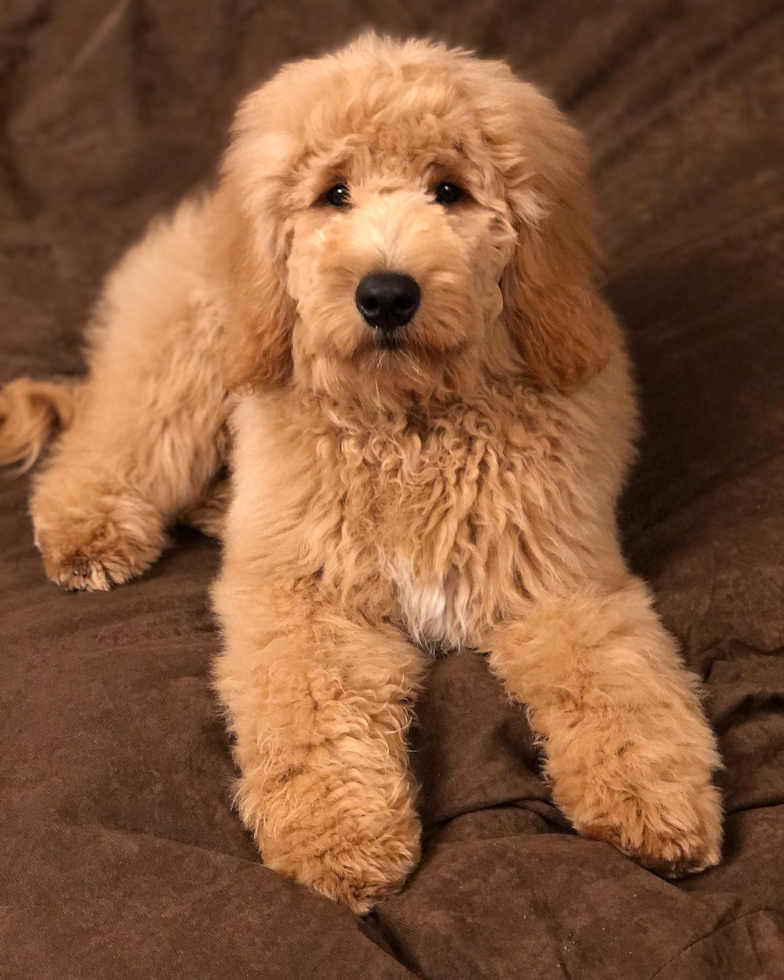 Little Golden Retriever Poodle Mix Pup