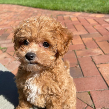 STEFANO, a Maltipoo puppy from Monroe CT