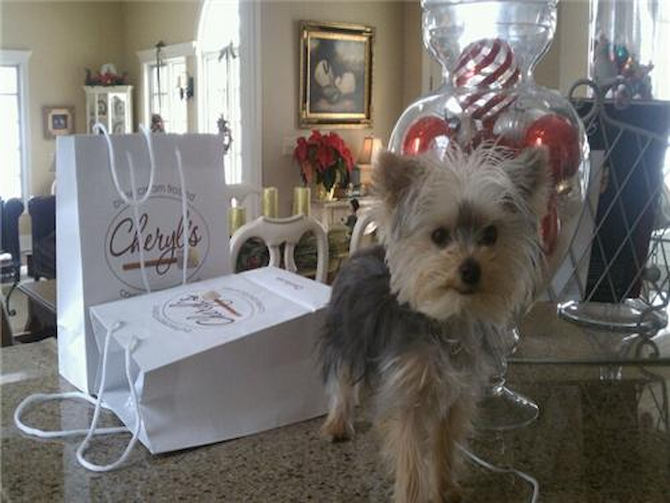 Sophie (formally Gisele) - Yorkshire Terrier Puppy For Sale Premier Pups Sophie (formally Gisele) - Yorkshire Terrier Puppy For Sale Premier Pups