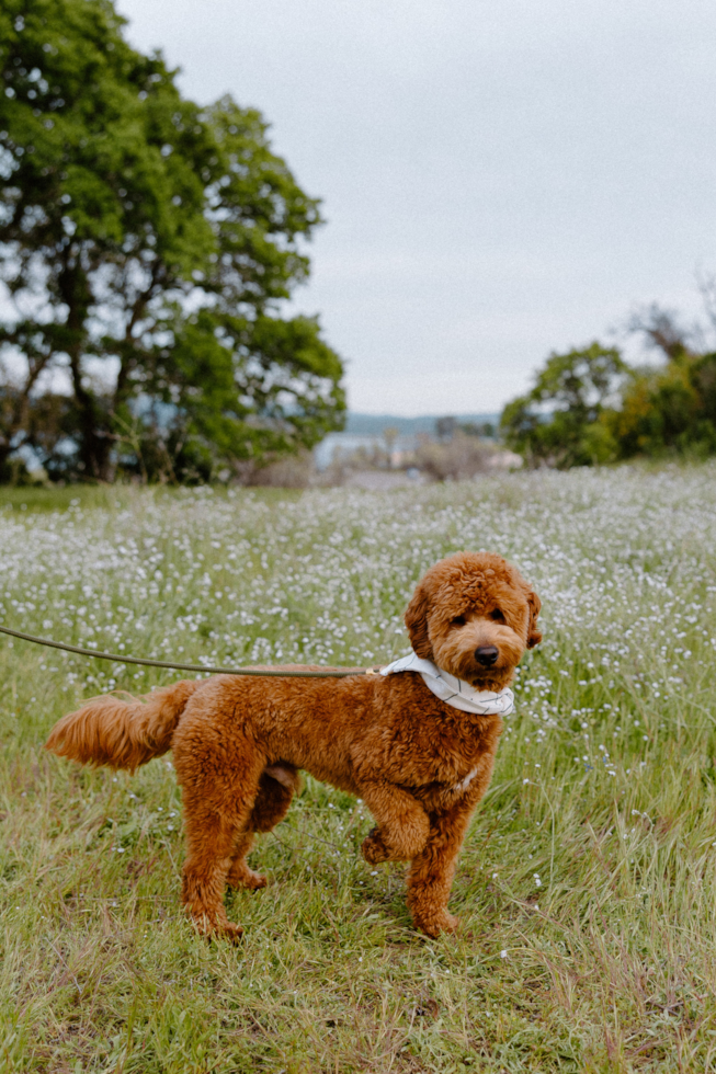Sweet Mini Goldendoodle Pup in