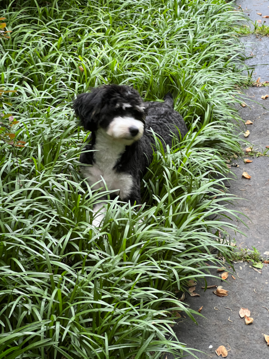 Mini Bernedoodle