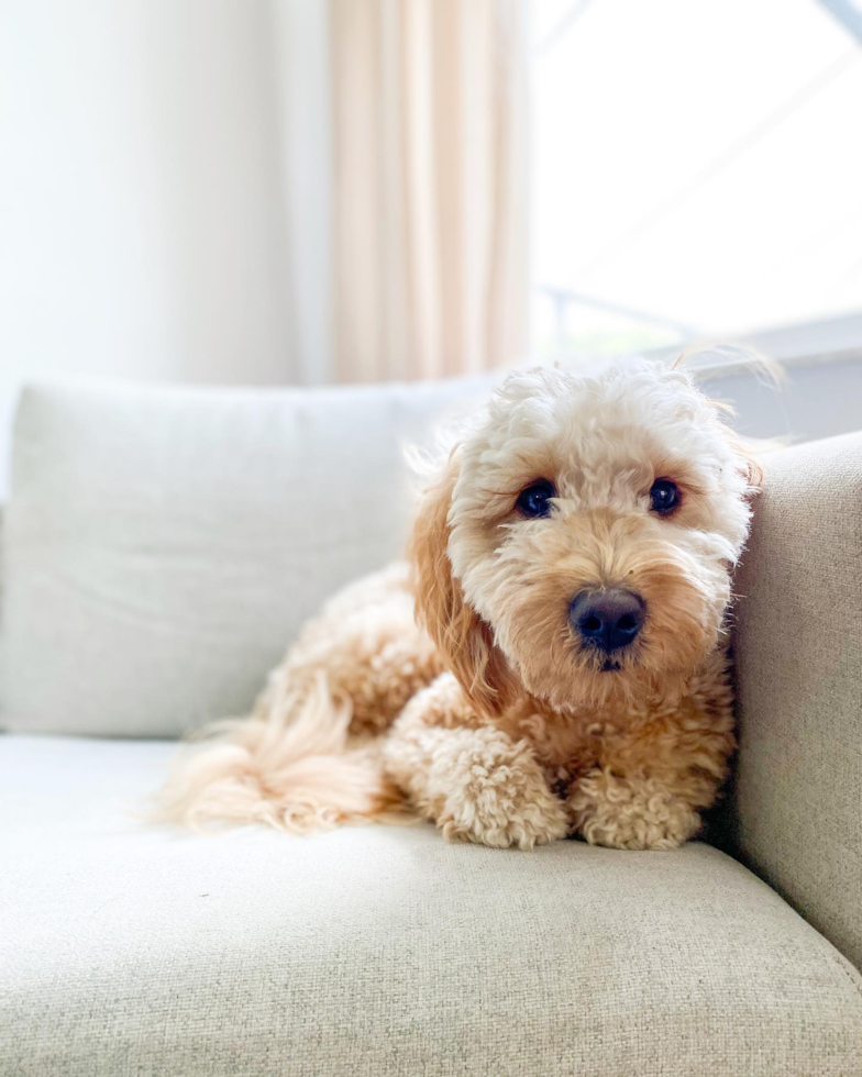 Orlando Mini Goldendoodle Pup