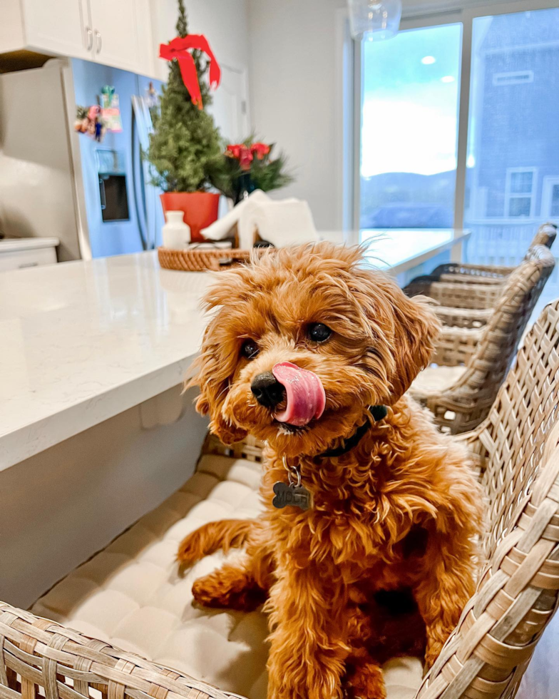 Fluffy Cavapoo Poodle Mix Pup