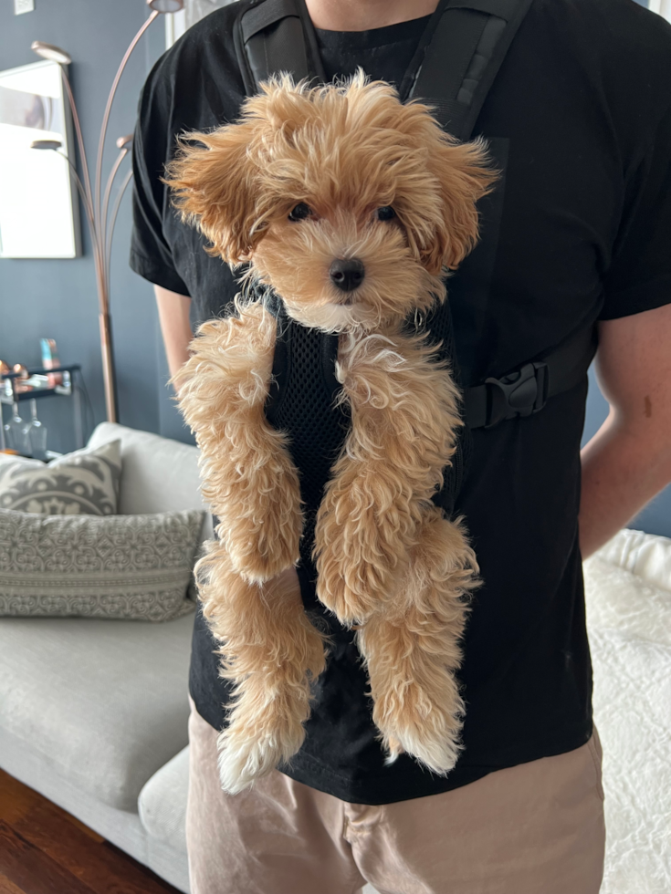Small Maltipoo Pup in