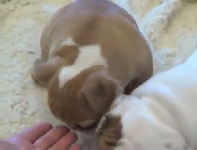 cinnamon - English Bulldog Puppy For Sale Premier Pups cinnamon - English Bulldog Puppy For Sale Premier Pups