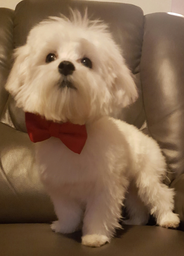 Hamilton Maltese Pup