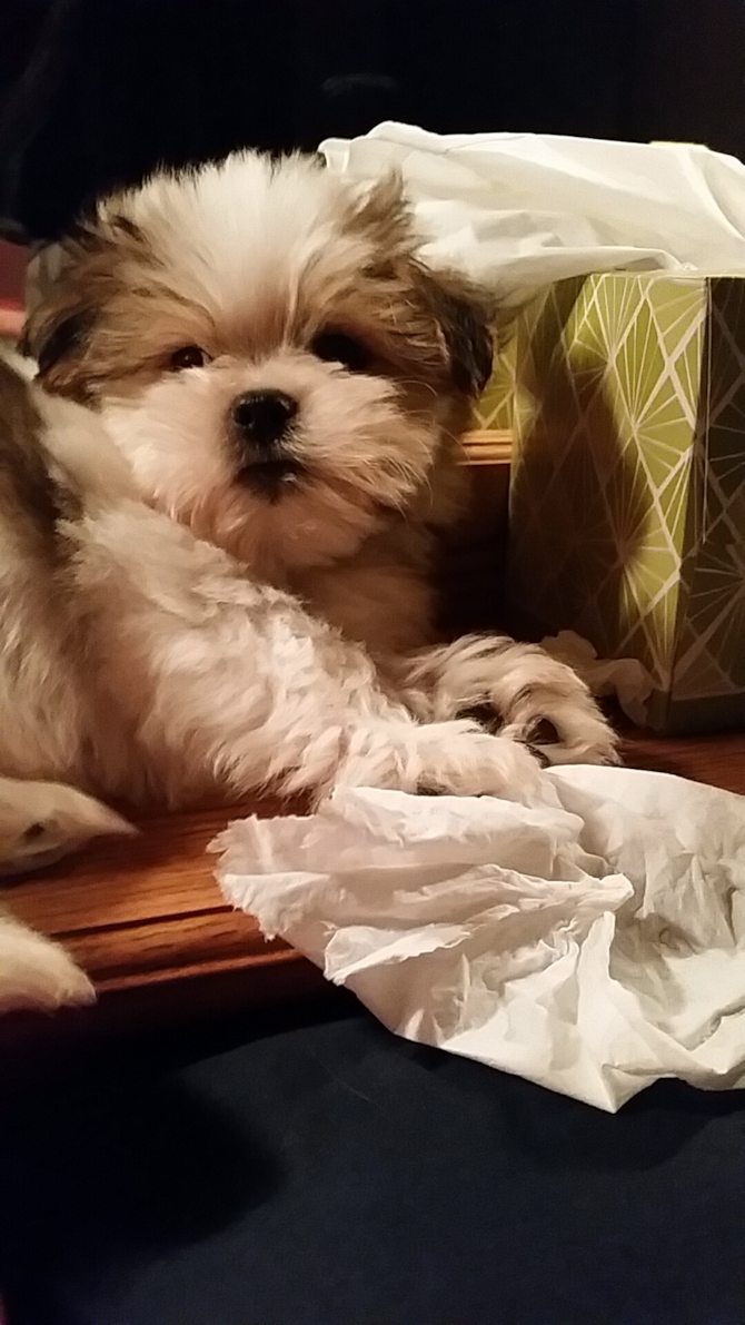Adam, now named Renly - Teddy Bear Puppy For Sale Premier Pups Adam, now named Renly - Teddy Bear Puppy For Sale Premier Pups