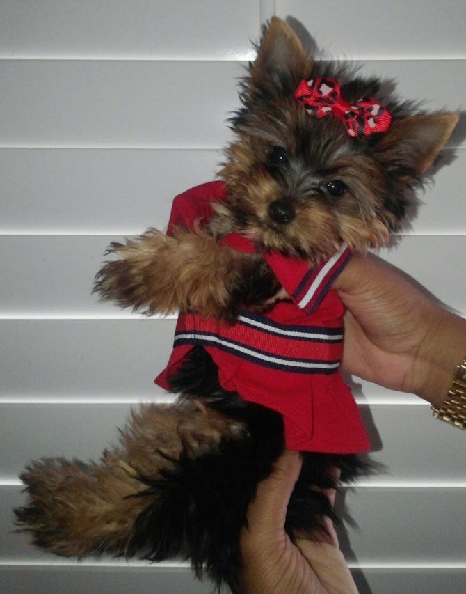 Gia Dior A.K.A Tinkerbell - Yorkshire Terrier Puppy For Sale Premier Pups Gia Dior A.K.A Tinkerbell - Yorkshire Terrier Puppy For Sale Premier Pups