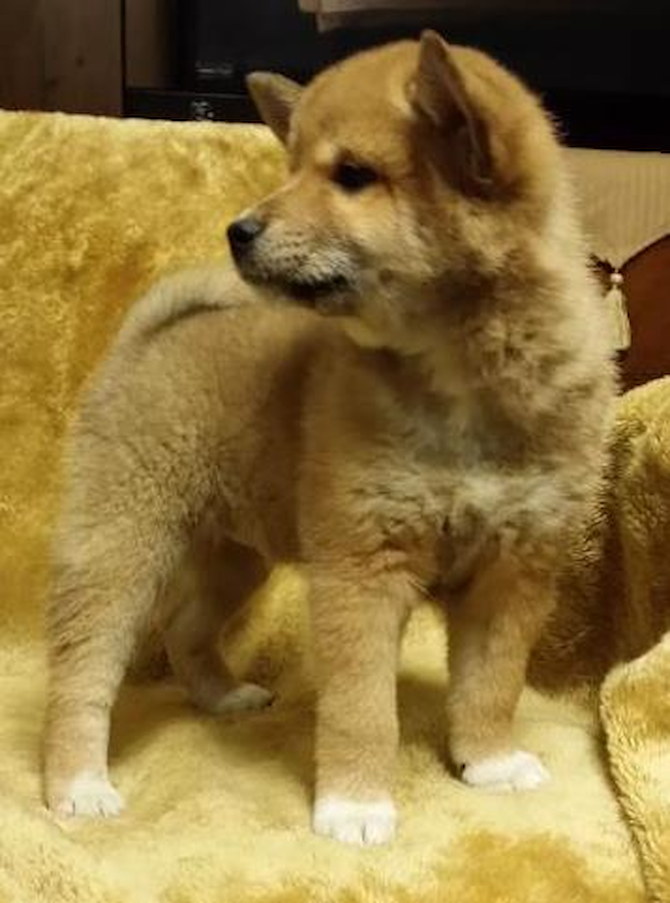Colossus - Shiba Inu Puppy For Sale Premier Pups Colossus - Shiba Inu Puppy For Sale Premier Pups