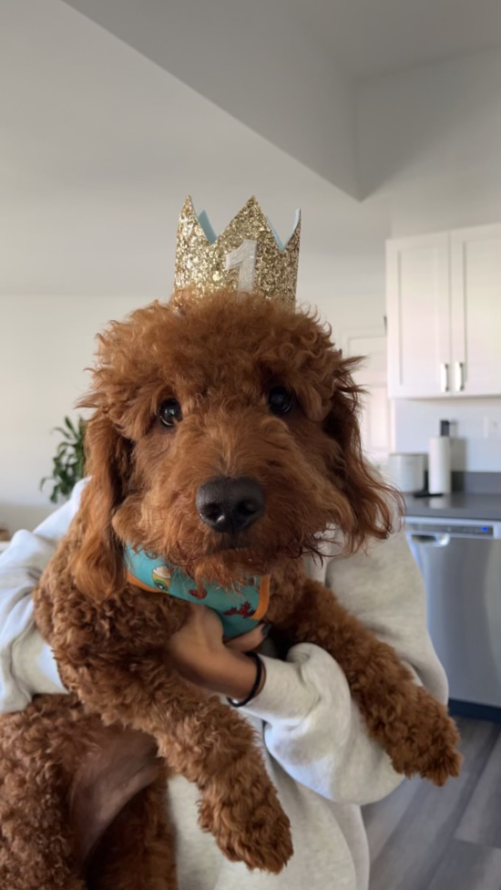 Mini Goldendoodle