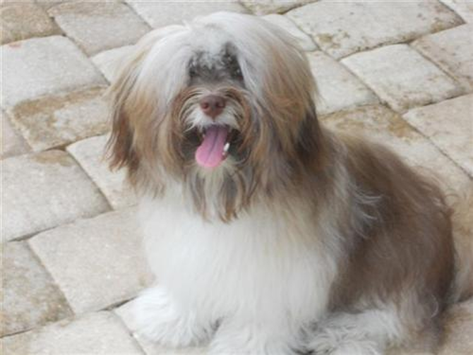Skittles aka Godiva - Havanese Puppy For Sale Premier Pups Skittles aka Godiva - Havanese Puppy For Sale Premier Pups