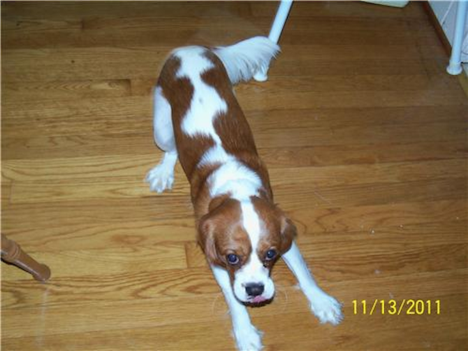 gucci puppington - Cavalier King Charles Spaniel Puppy For Sale Premier Pups gucci puppington - Cavalier King Charles Spaniel Puppy For Sale Premier Pups
