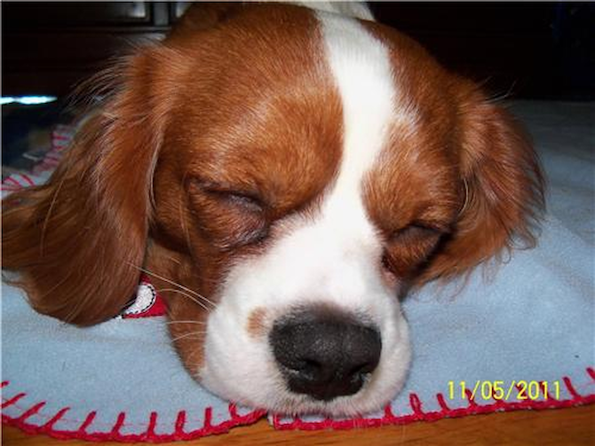 gucci puppington - Cavalier King Charles Spaniel Puppy For Sale Premier Pups gucci puppington - Cavalier King Charles Spaniel Puppy For Sale Premier Pups
