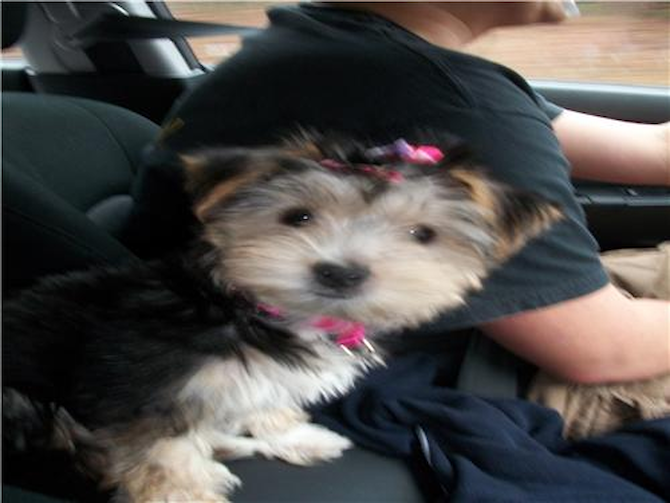 Bella - Morkie Puppy For Sale Premier Pups Bella - Morkie Puppy For Sale Premier Pups