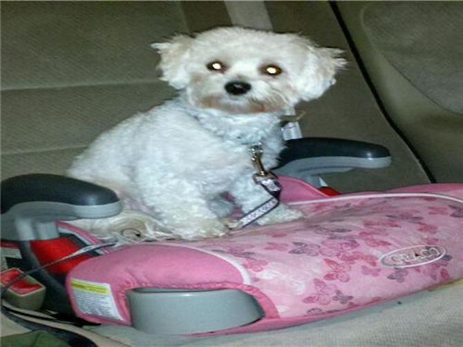 Isabella - Maltipoo Puppy For Sale Premier Pups Isabella - Maltipoo Puppy For Sale Premier Pups
