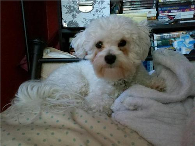 isabella - Maltipoo Puppy For Sale Premier Pups isabella - Maltipoo Puppy For Sale Premier Pups