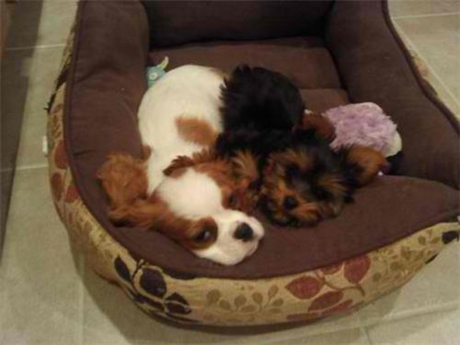 Lady Abigail Elizabeth - Cavalier King Charles Spaniel Puppy For Sale Premier Pups Lady Abigail Elizabeth - Cavalier King Charles Spaniel Puppy For Sale Premier Pups