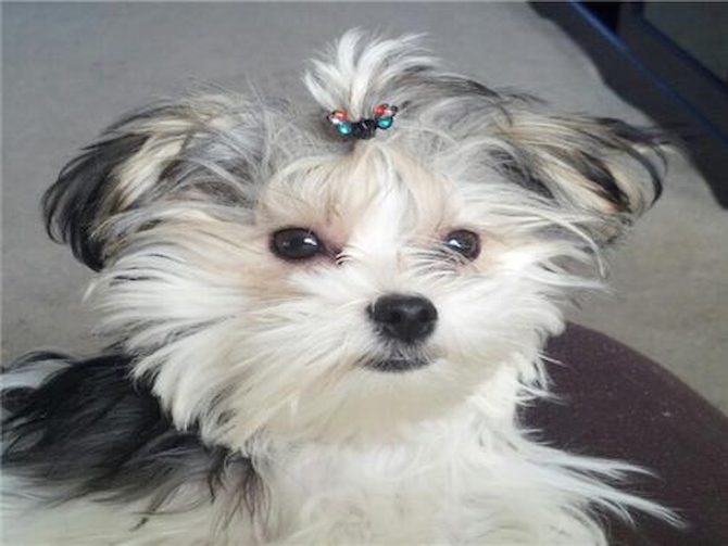 Sasha fka Noya - Parti Morkie Puppy For Sale Premier Pups Sasha fka Noya - Parti Morkie Puppy For Sale Premier Pups
