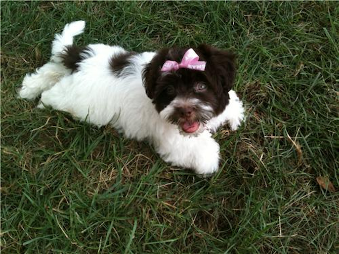Addie (formerly Godiva) - Havanese Puppy For Sale Premier Pups Addie (formerly Godiva) - Havanese Puppy For Sale Premier Pups