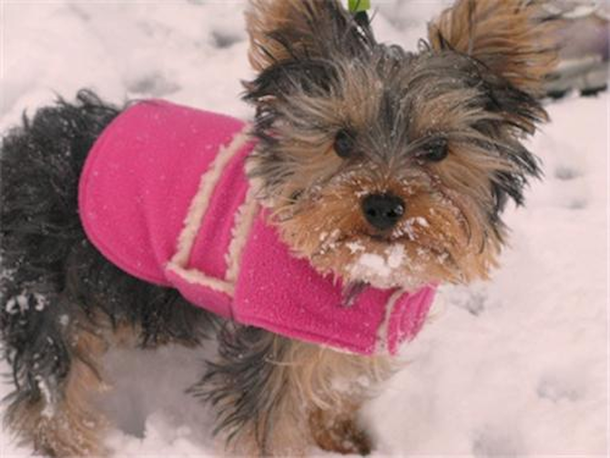 Ivy (formerly Bella) - Yorkshire Terrier Puppy For Sale Premier Pups Ivy (formerly Bella) - Yorkshire Terrier Puppy For Sale Premier Pups