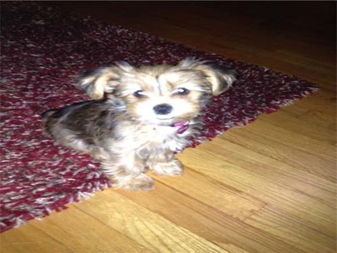 Mia formerly Carebear - Shorkie Puppy For Sale Premier Pups Mia formerly Carebear - Shorkie Puppy For Sale Premier Pups