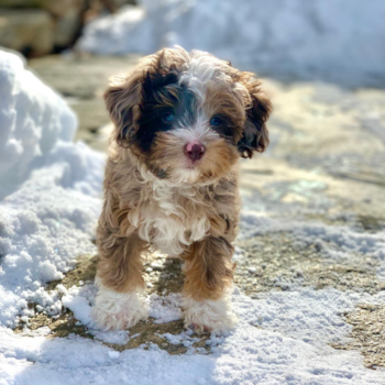 NICO, a Mini Aussiedoodle puppy from Weston CT