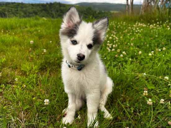 Energetic Mini Husky Designer Pup